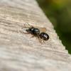 Osmia cornuta